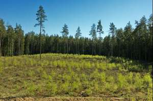 Молодой лес. Фото: http://www.photoline.ru