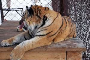 Амурский тигр Жора. Фото: http://yandex.ru