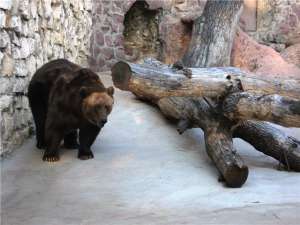 Медведь в зоопарке. Фото: http://citytowers.ru