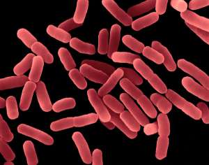 E. coli, маленькие помощники рисоводов. (Фото Dennis Kunkel Microscopy, Inc. / Visuals Unlimited / Corbis.)
