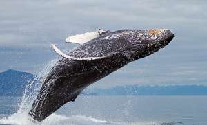 Горбатые киты известны не только как самые «музыкальные» из всех крупных китов, но и как самые игривые. (Фото Cornforth Images.)