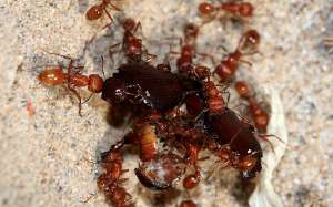 Красные муравьи-жнецы с добычей (фото Dead of Winter).