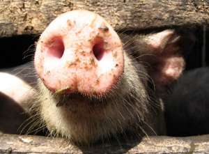 Чума свиней. Фото: http://aif.ru