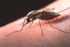 Малярия. Фото: http://jivayaafrika.ru