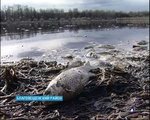 Тонны погибшей рыбы обнаружены в озере Ачикуль под Уфой. Фото: Вести.Ru