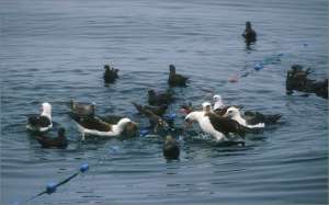 Морским животным снова угрожают «стены смерти». Фото: WWF 