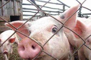 Африканская чума свиней. Фото: http://www.kavkaz-uzel.ru
