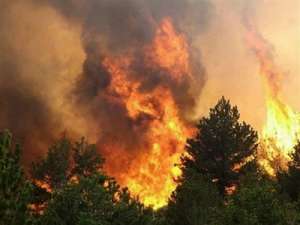 Изменение климата ведет к росту пожаров, которые усугубляют глобальное потепление. Лесной пожар. Фото: http://dendrology.ru