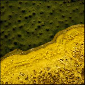 Жёлтый бактериальный мат из источника в Йеллоустоунском национальном парке. Фото: http://science.compulenta.ru