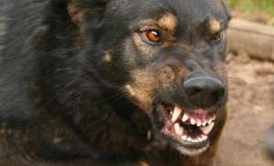 Агрессивные собаки. Фото: http://www.gzt.ru