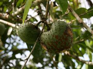 Плоды одного из аннониевых, Annona muricata (фото yakovlev.alexey).