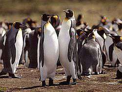 Пингвины. Фото: http://news.rin.ru