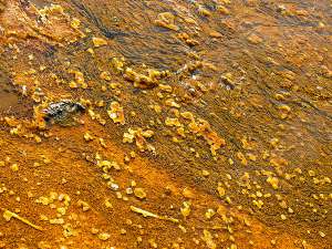 Золотистые водоросли на дне реки (фото judy_n).