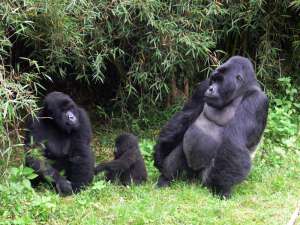 Горные гориллы. Фото: http://www.poiskturov.by