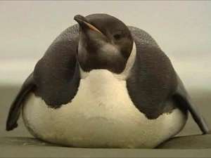 Пингвин покинул Антарктиду и добрался до Новой Зеландии - такого не было 44 года. Фото: http://newsru.com