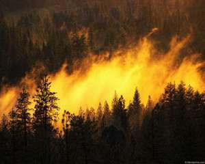 Лесной пожар. Фото: http://pojari-net.ru