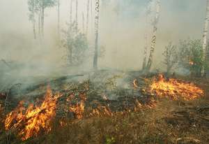 Лесные пожары. Фото: http://51.mchs.gov.ru
