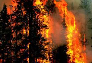 Лесные пожары. Фото: http://www.mosaica.ru