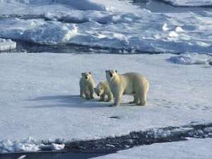 В своих работах Сун доказывает, что полярные медведи не пострадали от роста температур. Фото с сайта duke.edu