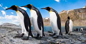Фото пингвинов от Ника Гарбутта. Фото: http://bigpicture.ru