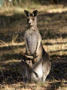 Гигантский кенгуру с детёнышем (фото David Cook Wildlife Photography (kookr)).