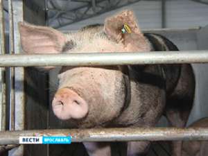 Угроза африканской чумы свиней нависла над Ярославской областью. Фото: Вести.Ru
