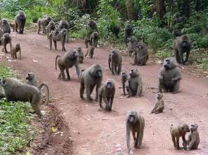 Бабуины. Фото: http://turi100.net