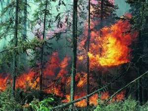 Лесной пожар. Фото: http://donbass.ua
