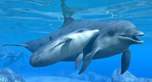 Дельфины. Фото: http://www.avdeev.biz
