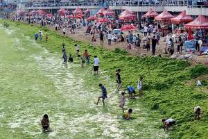 Нашествие водорослей на берега Китая. Фото: http://bigpicture.ru