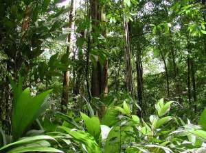 Тропические леса. Фото: http://pochemuha.ru