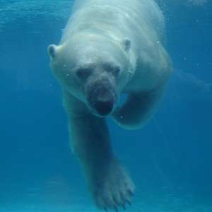 Плывущий белый медведь. Фото: http://www.vokrugsveta.ru