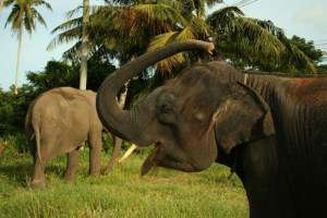 Слоны в Таиланде. Фото: http://www.chungachang.ru