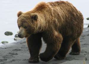 Медведь. Фото: http://www.symbolsbook.ru