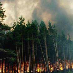 Пожары охватили половину российских заповедников. Фото: http://www.utro.ru
