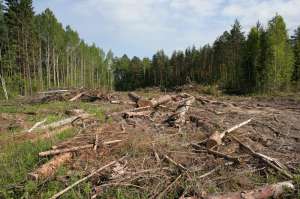 Вырубка Химкинского леса. Фото: http://www.eip.ru