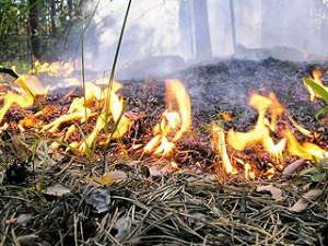 Поджог леса. Фото: http://kp.ru