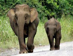 Слоны. Фото: http://www.factzoo.com