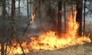 На Дальнем Востоке полыхает семь лесных пожаров. Фото: Дейта.Ru 