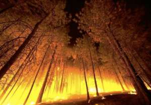 Лесной пожар. Фото: http://infuture.ru