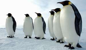 Пингвины. Фото: http://million-questions.ru