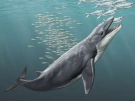Древний усатый кит J. hunderi предпочитал штучные блюда. (Изображение Carl Buell.)
