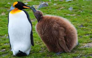Взрослая особь королевского пингвина (слева) и птенец (фото Fotosearch).