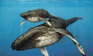 На Сахалине метят китов. Фото: http://deita.ru