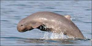 Иравадийский дельфин. Фото: http://albaruthenicae.info