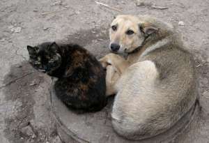 Бездомные животные. Фото: http://zoolandiya.org