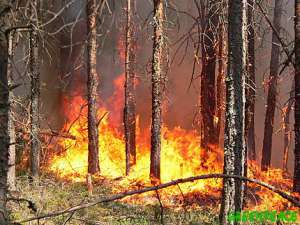 Лесные пожары. Фото: http://hunter.ucoz.ru