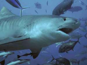 Двухметровая тигровая акула прокусила ногу французскому дипломату в Океании. Фото: http://www.akulizm.ru