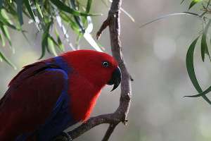 Самка благородного зелёно-красного попугая (фото mrdehoot).