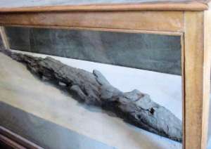    Нильских крокодилов поделили на два вида  Юлия Рудый, 15 сентября 2011   Нравится  Поделиться   В исследовании поучаствовали не только легендарные гиганты Нила, но и мумии, которые позаимствовал у египтян Наполеон во время своей экспедиции в начале 1800-х. Считается, что мумиям по две тысячи лет (фото Son of Groucho/Flickr.com).